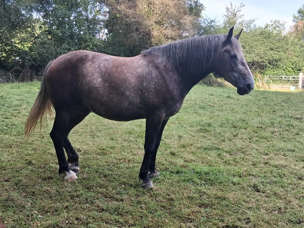 Stunning 16.1hh Registered Irish Draught Mare – 6y - Image 1