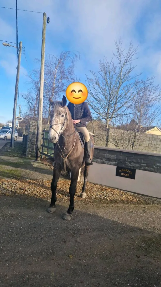 Stunning 16.1hh Registered Irish Draught Mare – 6y - Image 2