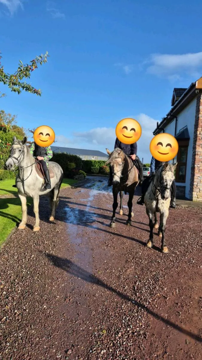 Stunning 16.1hh Registered Irish Draught Mare – 6y - Image 3