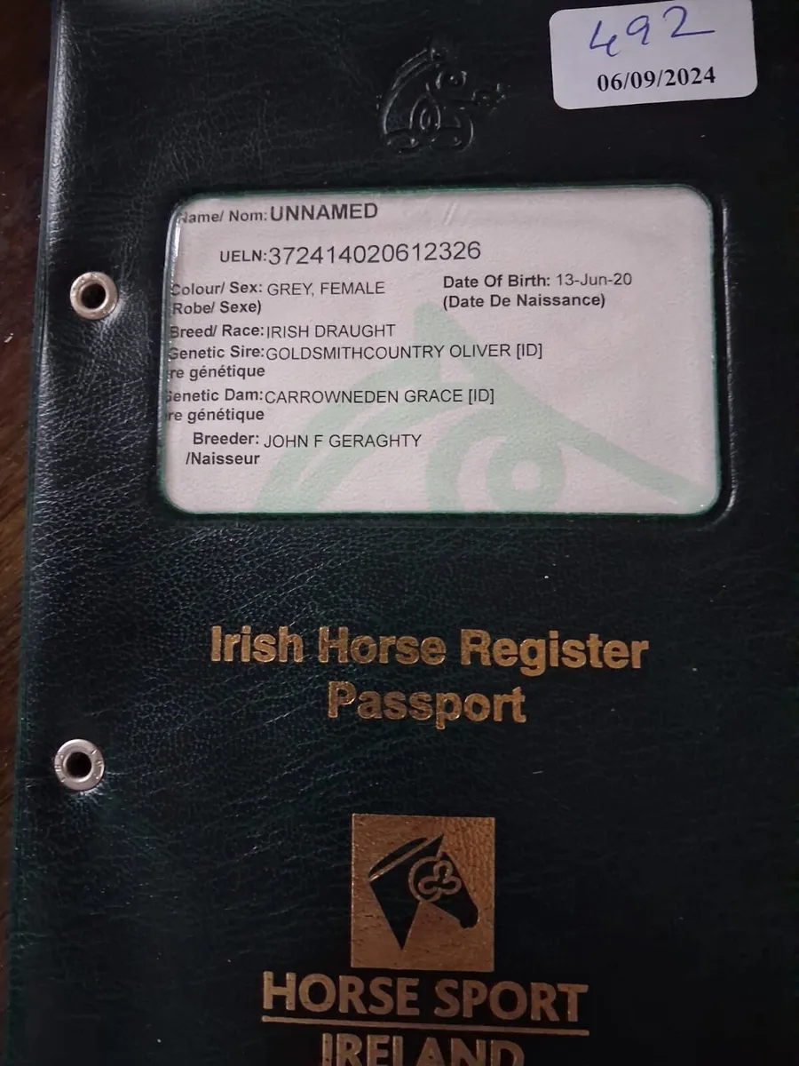 Stunning 16.1hh Registered Irish Draught Mare – 6y - Image 4