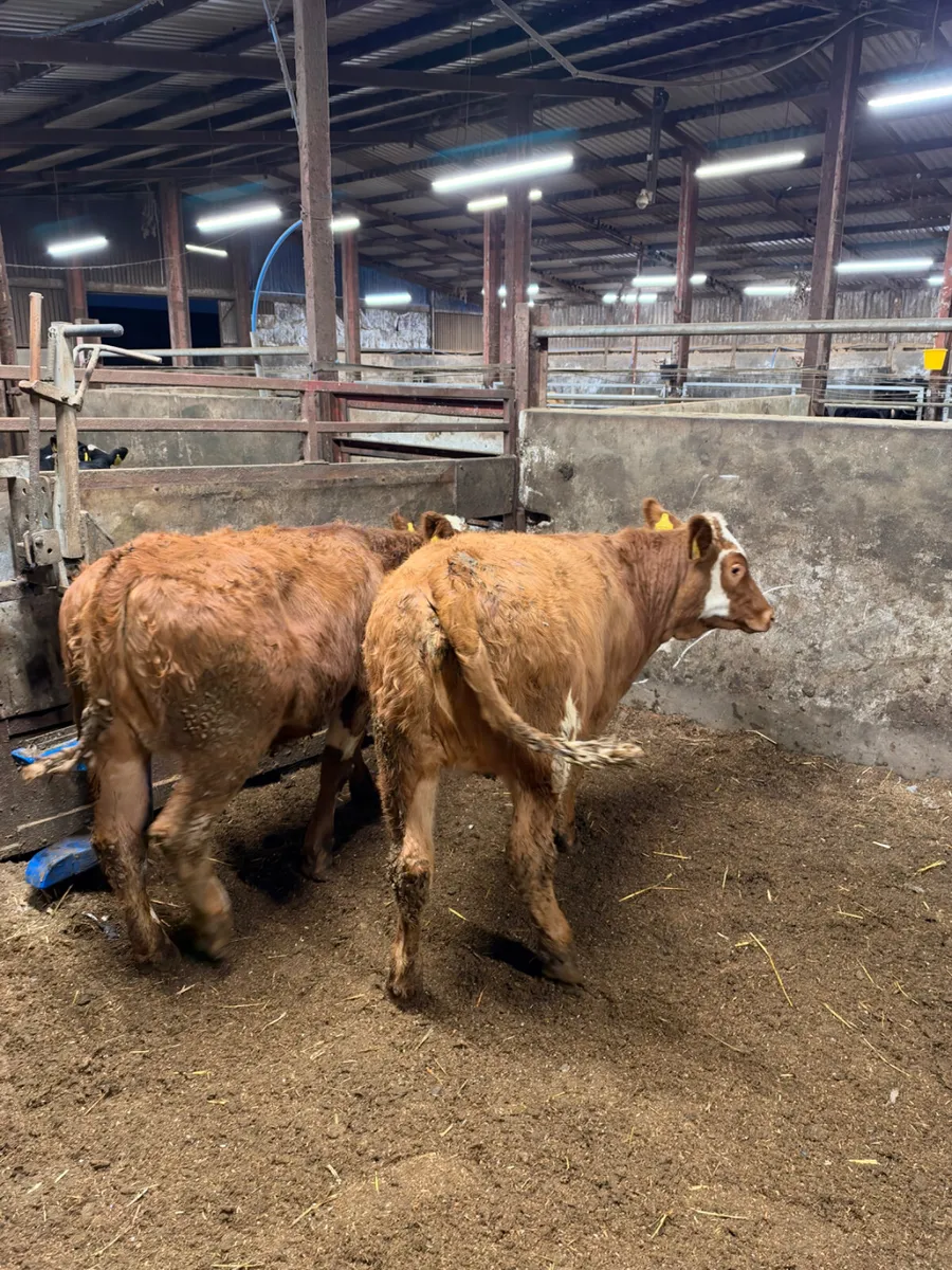 Simmental heifers - Image 4