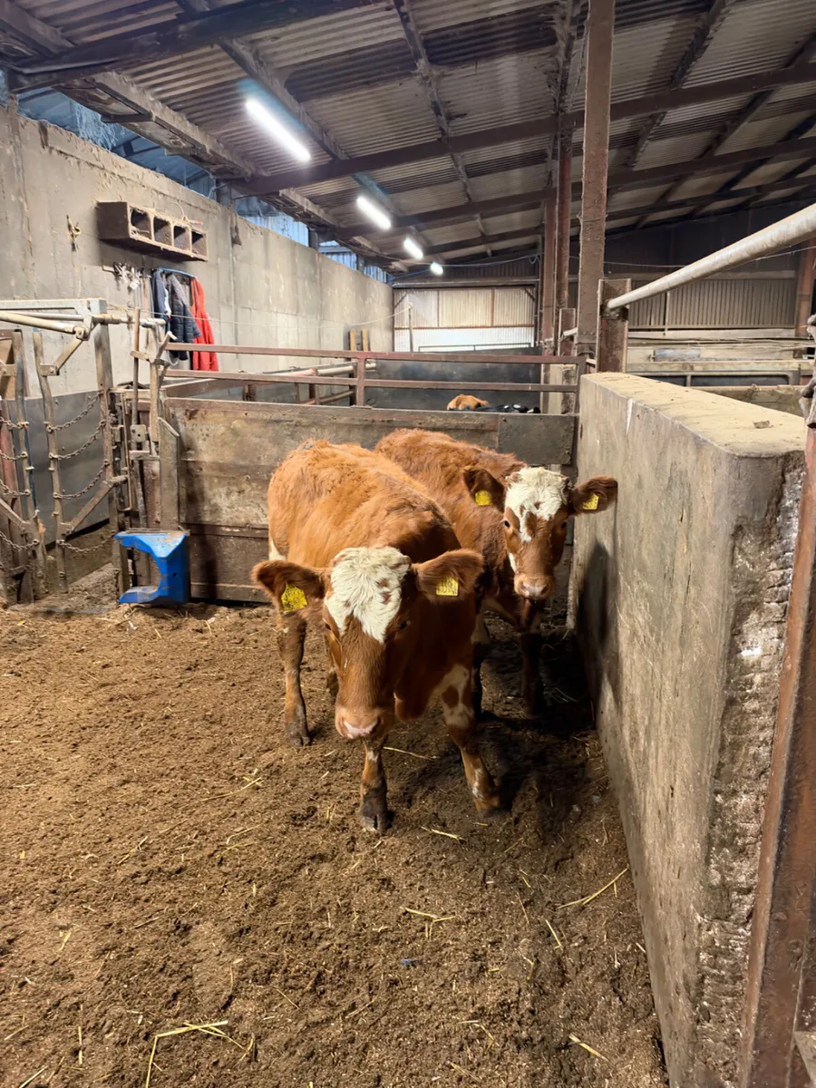 Simmental heifers - Image 1