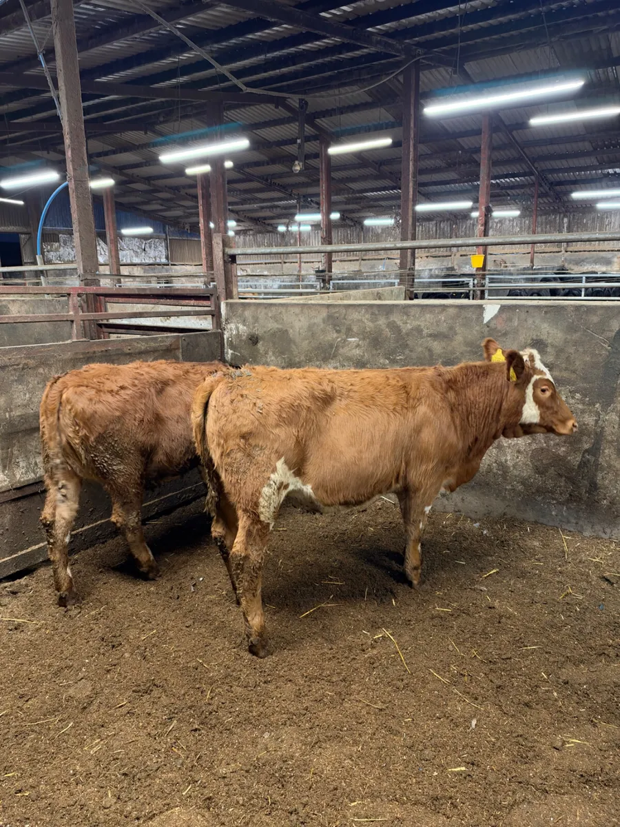 Simmental heifers - Image 3