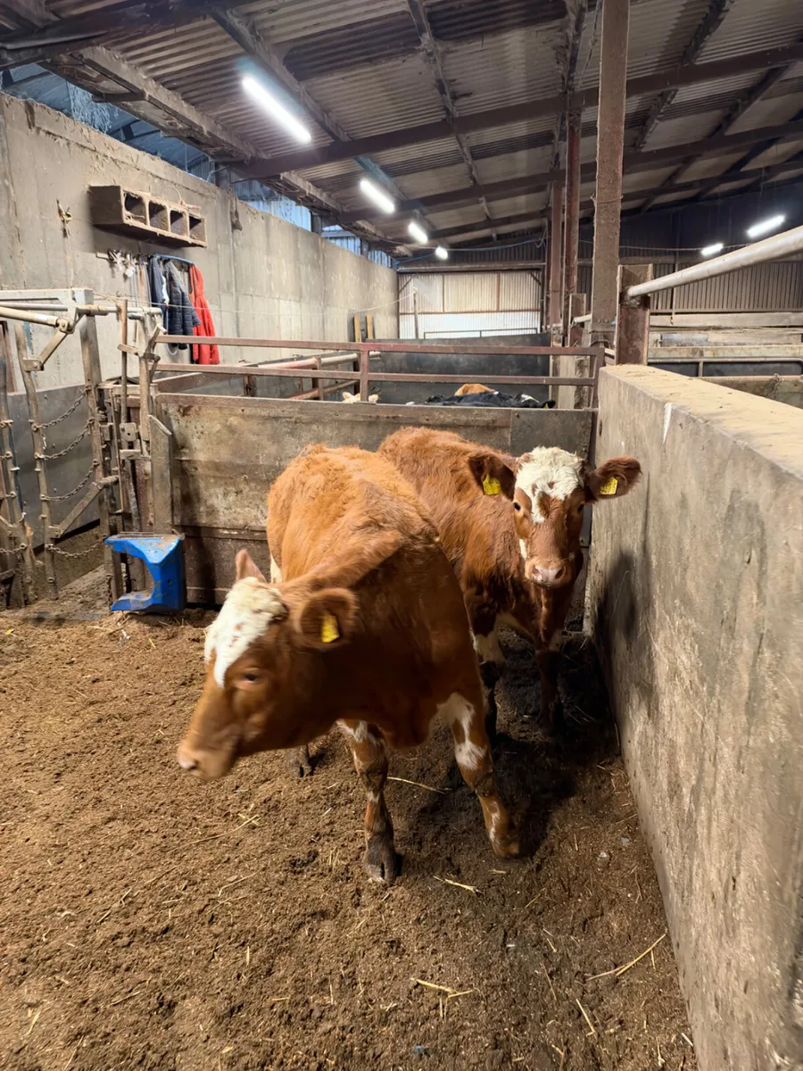 Simmental heifers - Image 2