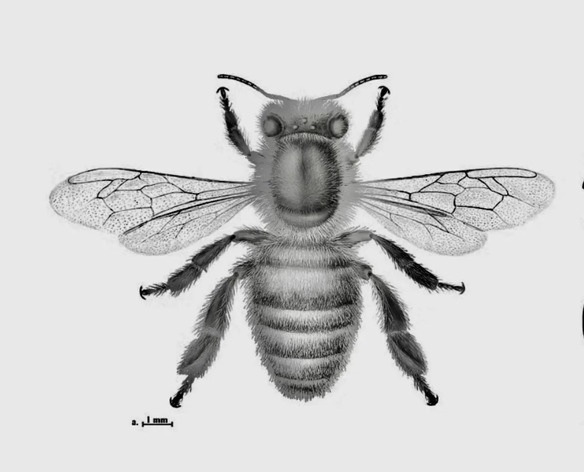 Honey - Image 3