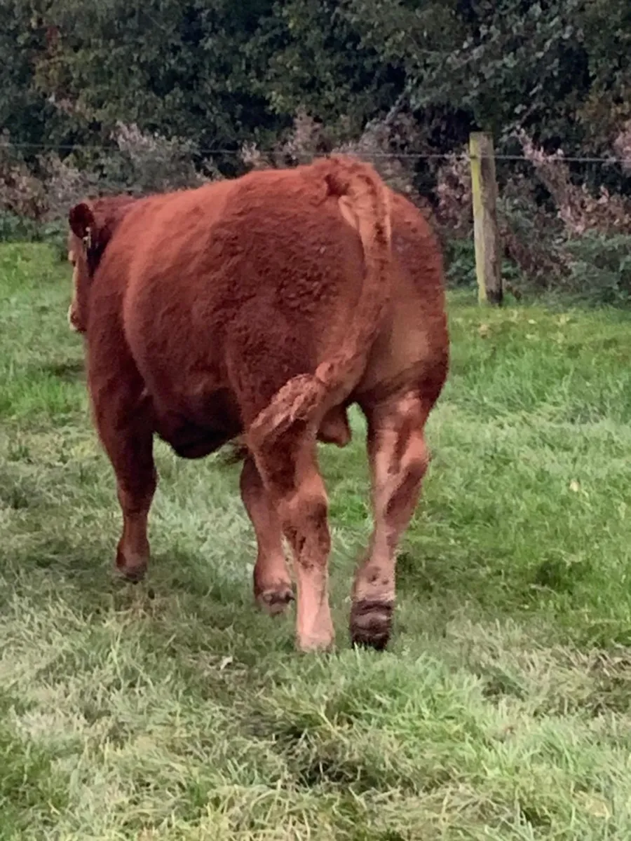 Limousine Bull Weanlings - Image 1