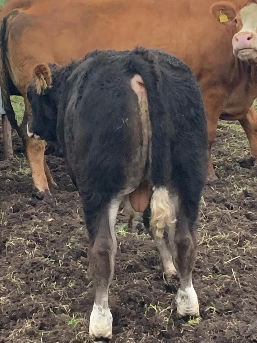 Limousine Bull Weanlings - Image 2