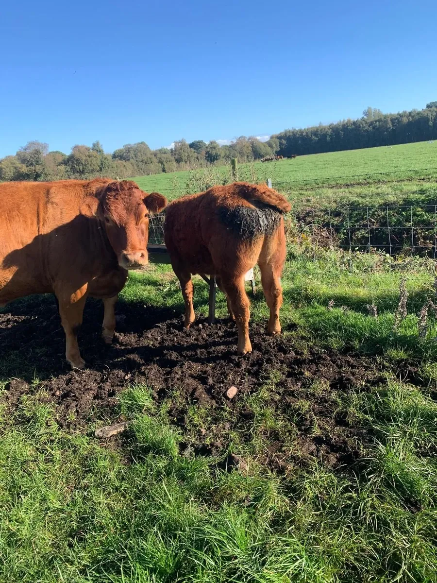 Limousine Bull Weanlings - Image 3