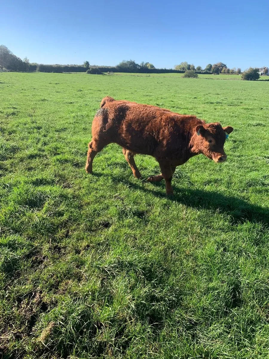 Limousine Bull Weanlings - Image 4