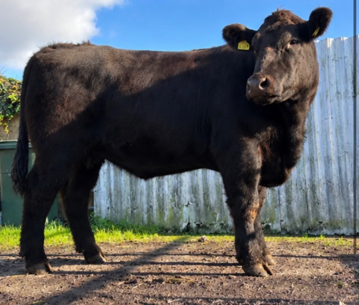 Pedigree HW Fargal AA4640 heifer calf for sale - Image 3