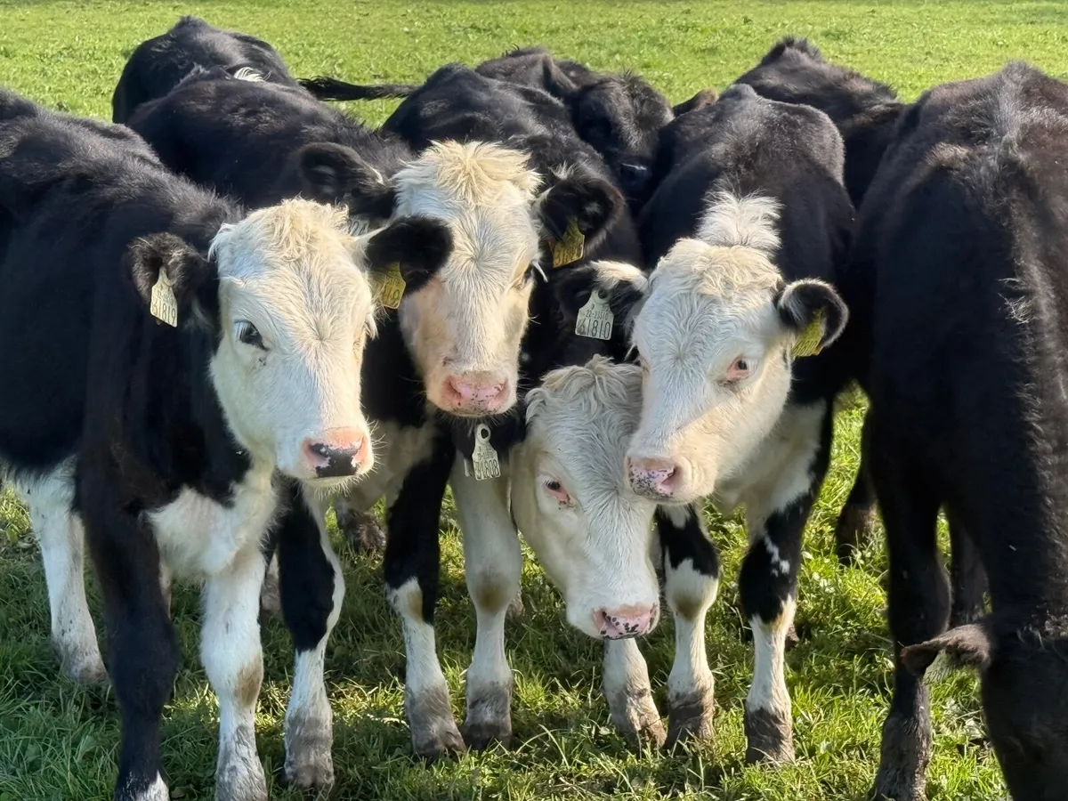 8 HEREFORD & ANGUS HEIFER WEANLINGS - Image 3