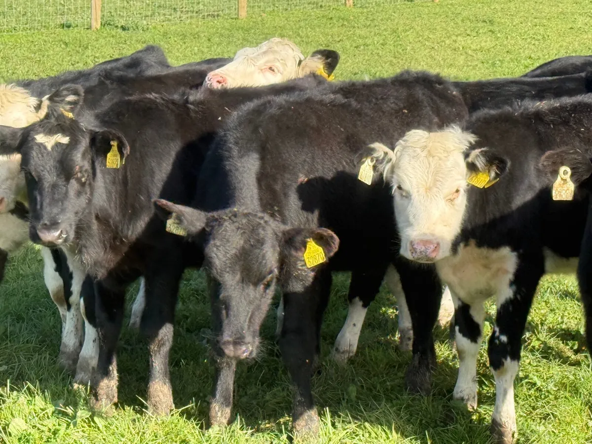 8 HEREFORD & ANGUS HEIFER WEANLINGS - Image 4