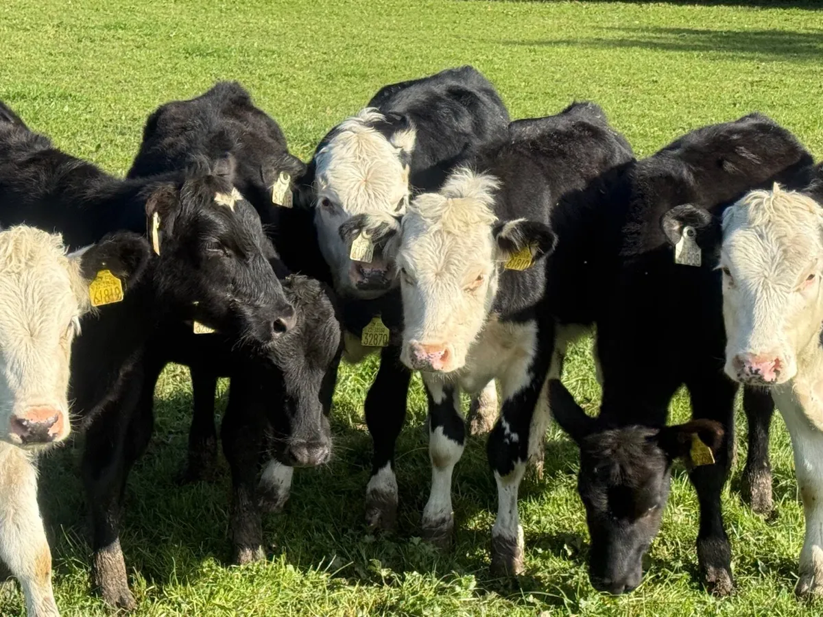 8 HEREFORD & ANGUS HEIFER WEANLINGS - Image 2