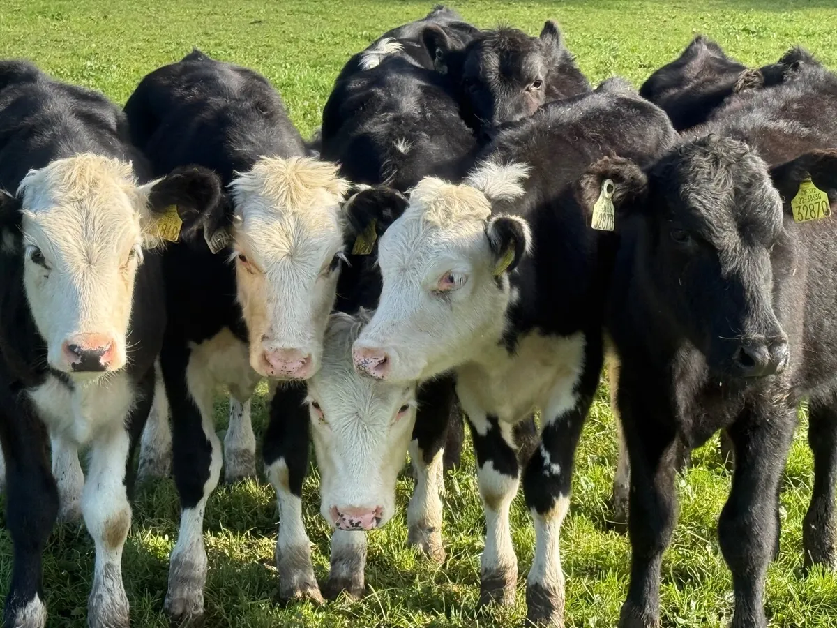 8 HEREFORD & ANGUS HEIFER WEANLINGS - Image 1