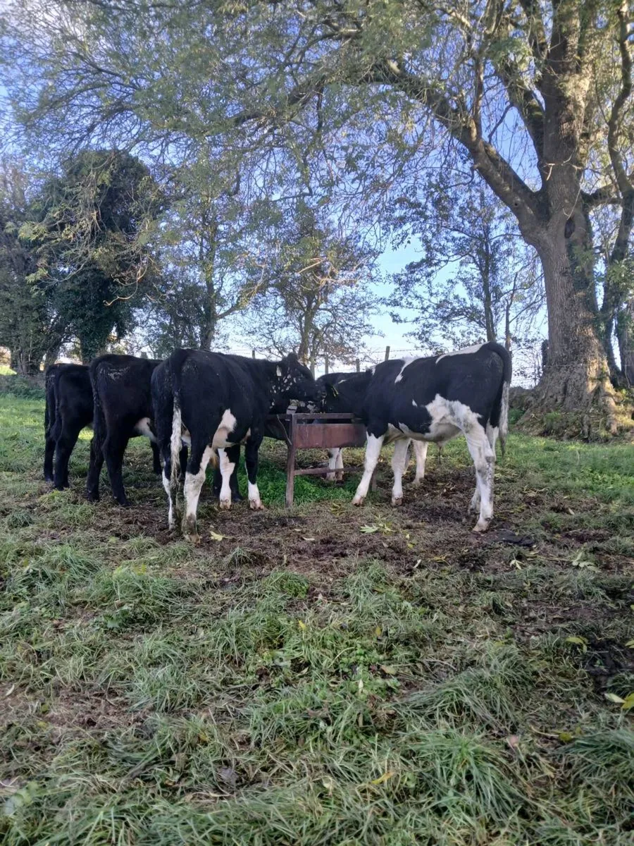Weanlings, AA and Fr - Image 3