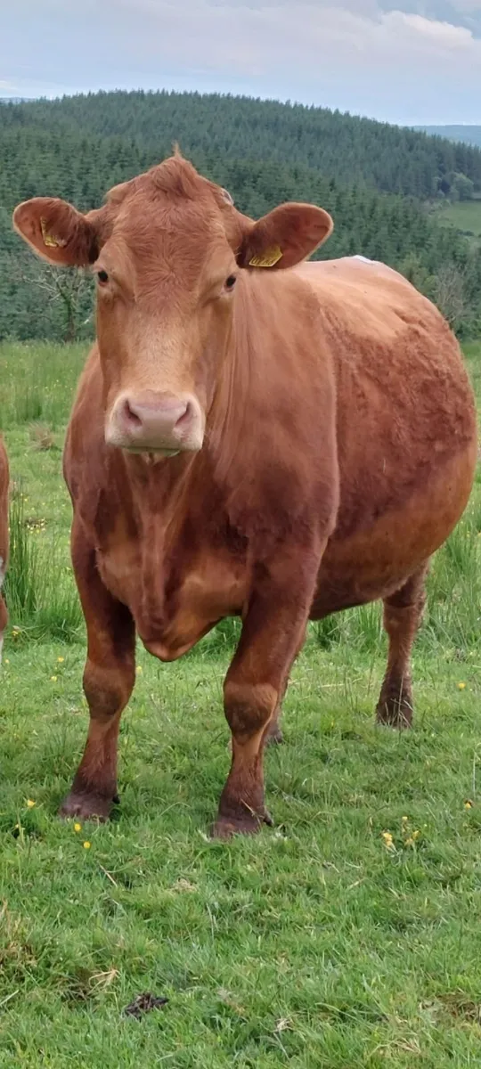 Show heifer - Image 4