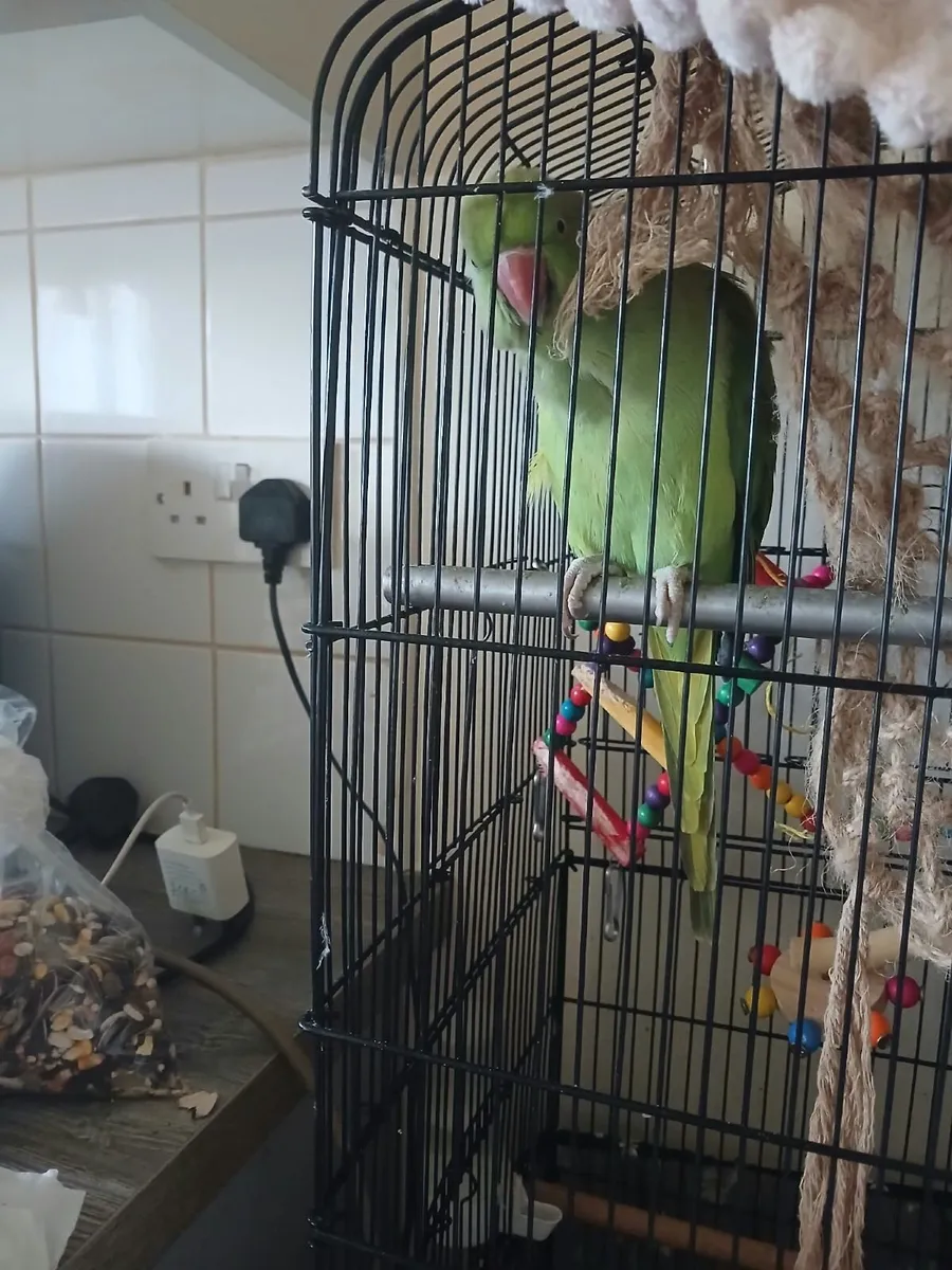 Parrott Male Wexford Area - Image 3