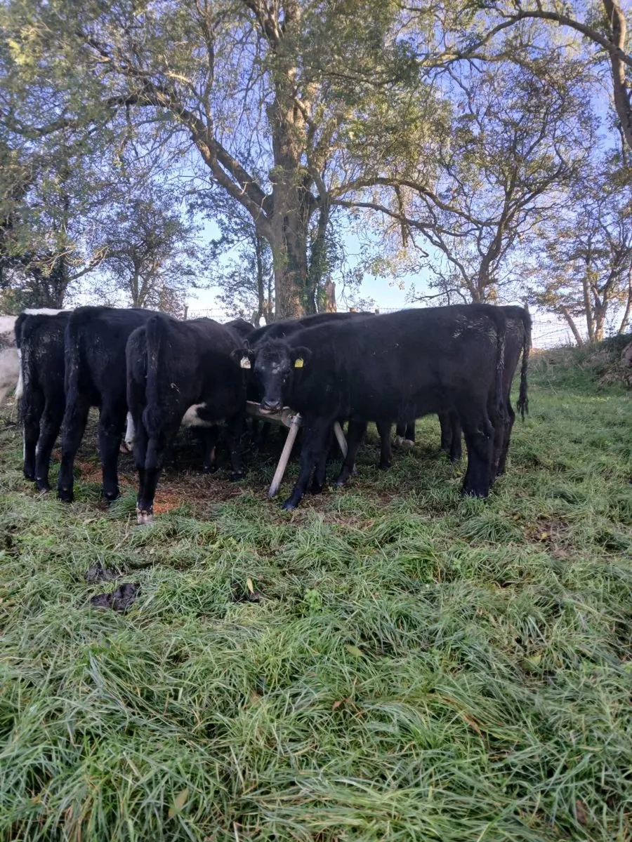 Weanlings, AA and Fr - Image 4