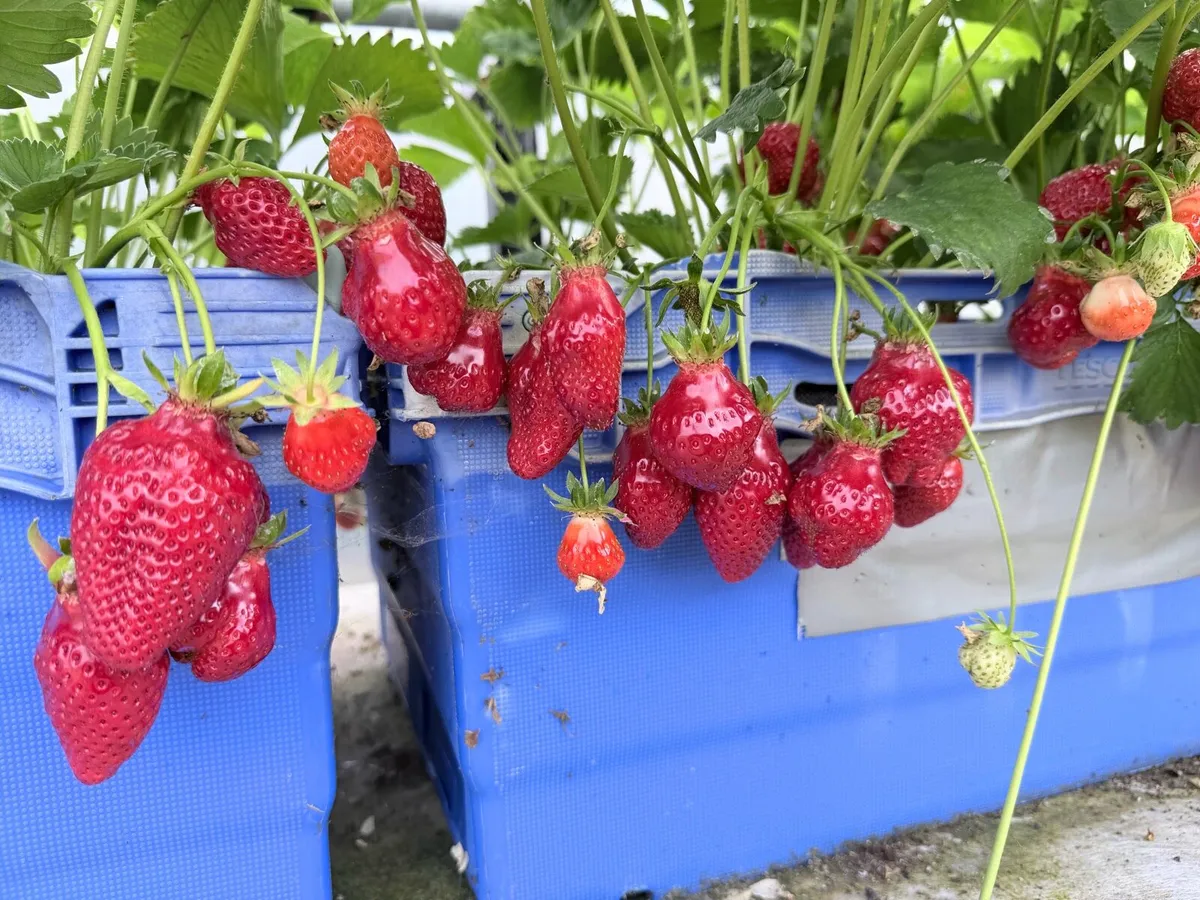 Strawberry plants - Image 1