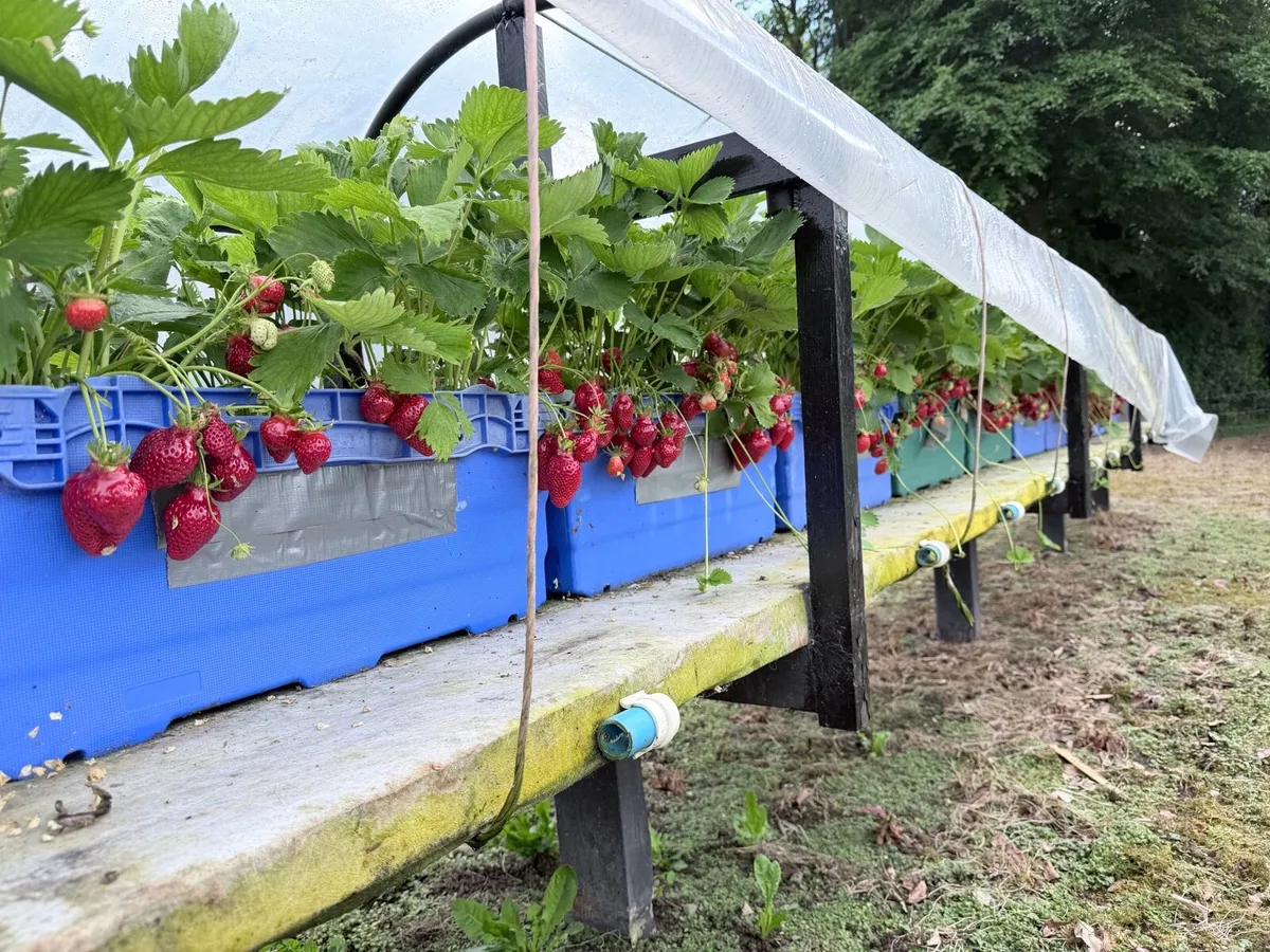 Strawberry plants - Image 2