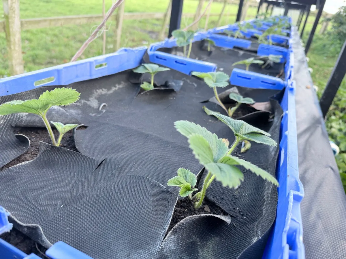Strawberry plants - Image 3