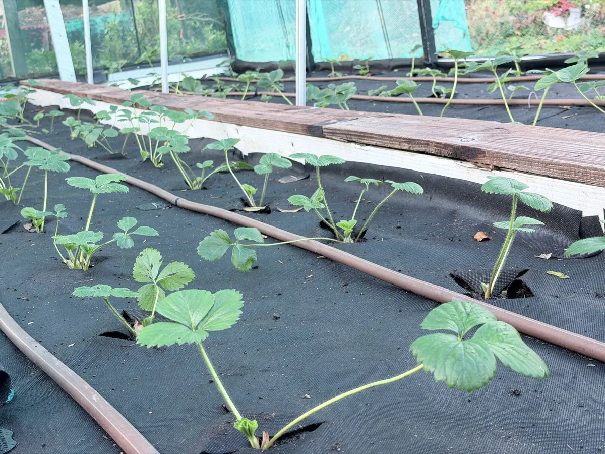 Strawberry plants - Image 4
