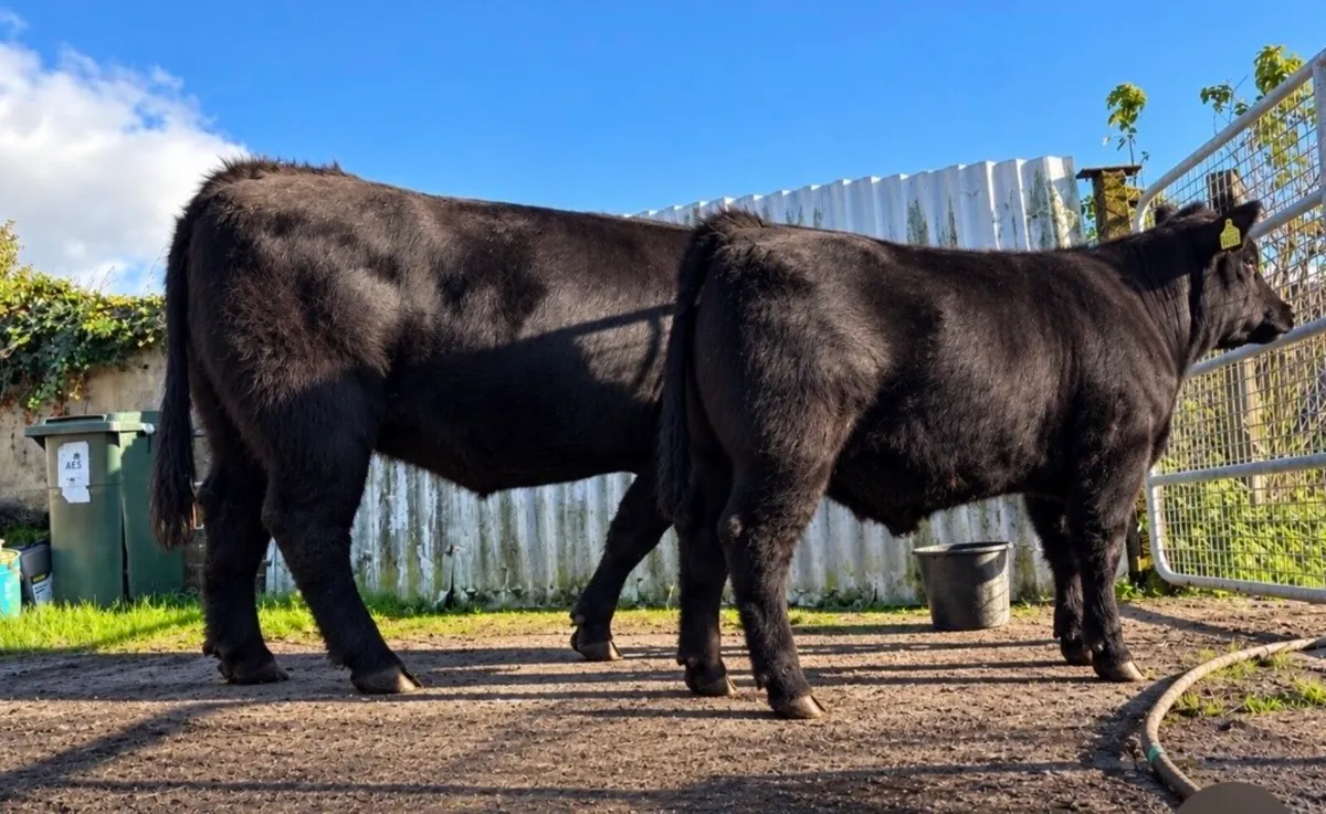 Pedigree HW Fargal AA4640 heifer calf for sale - Image 2