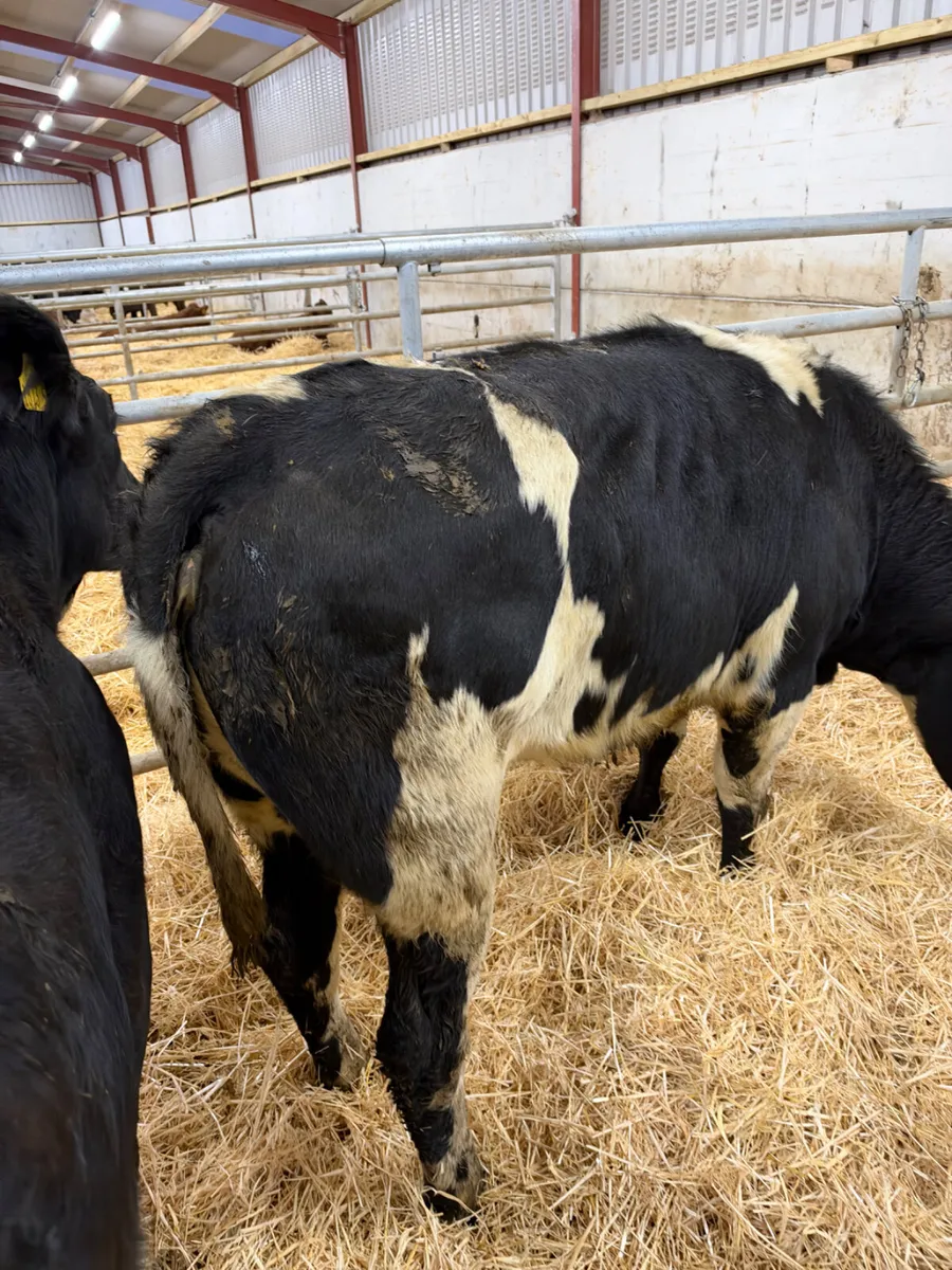 Blue bulling heifers - Image 4