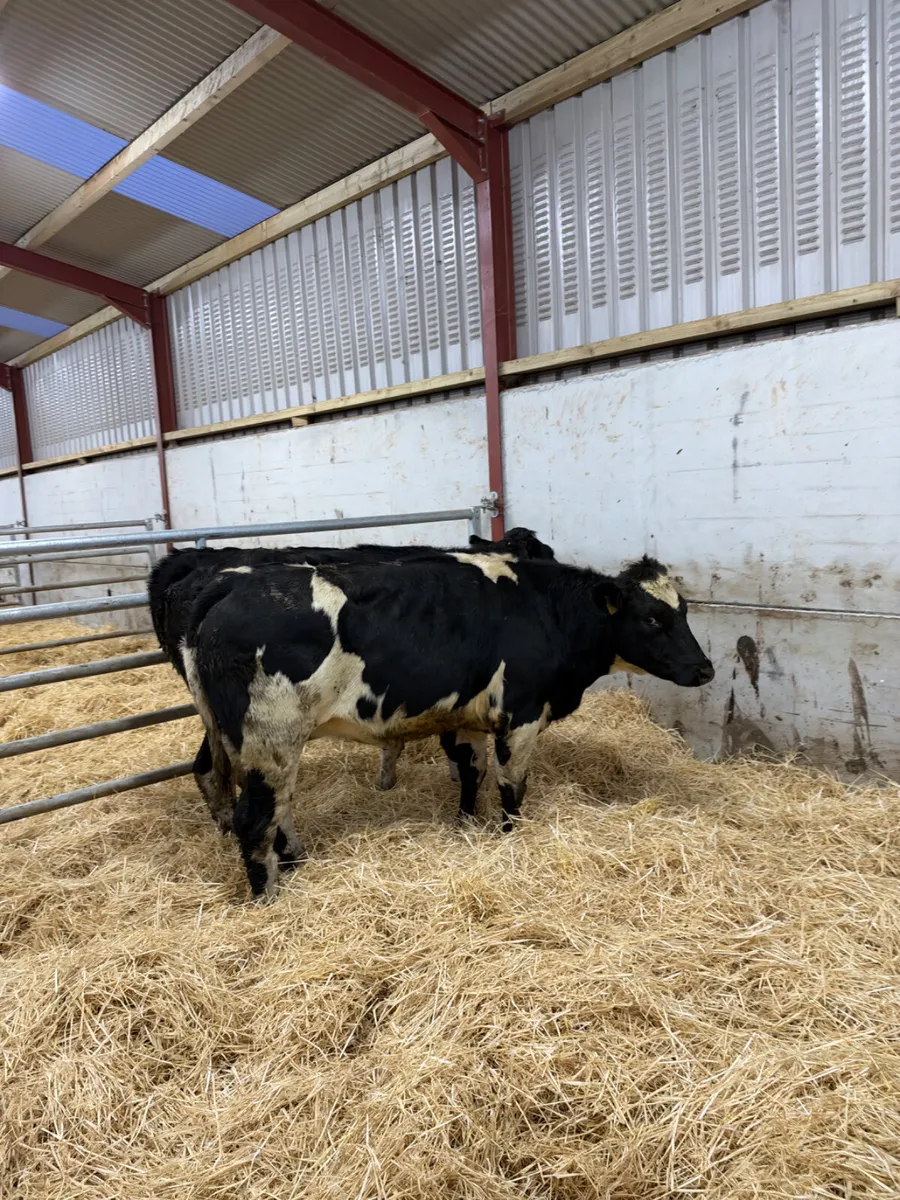 Blue bulling heifers - Image 3
