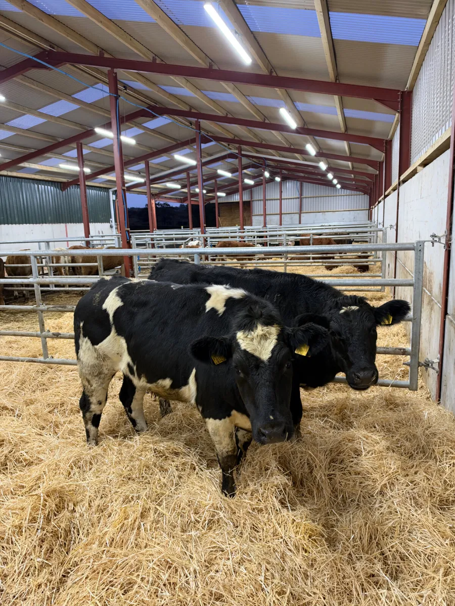 Blue bulling heifers - Image 1