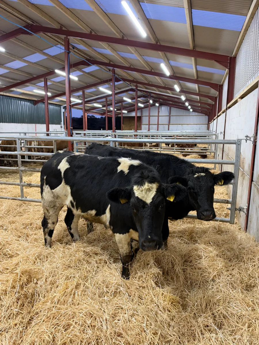 Blue bulling heifers - Image 2