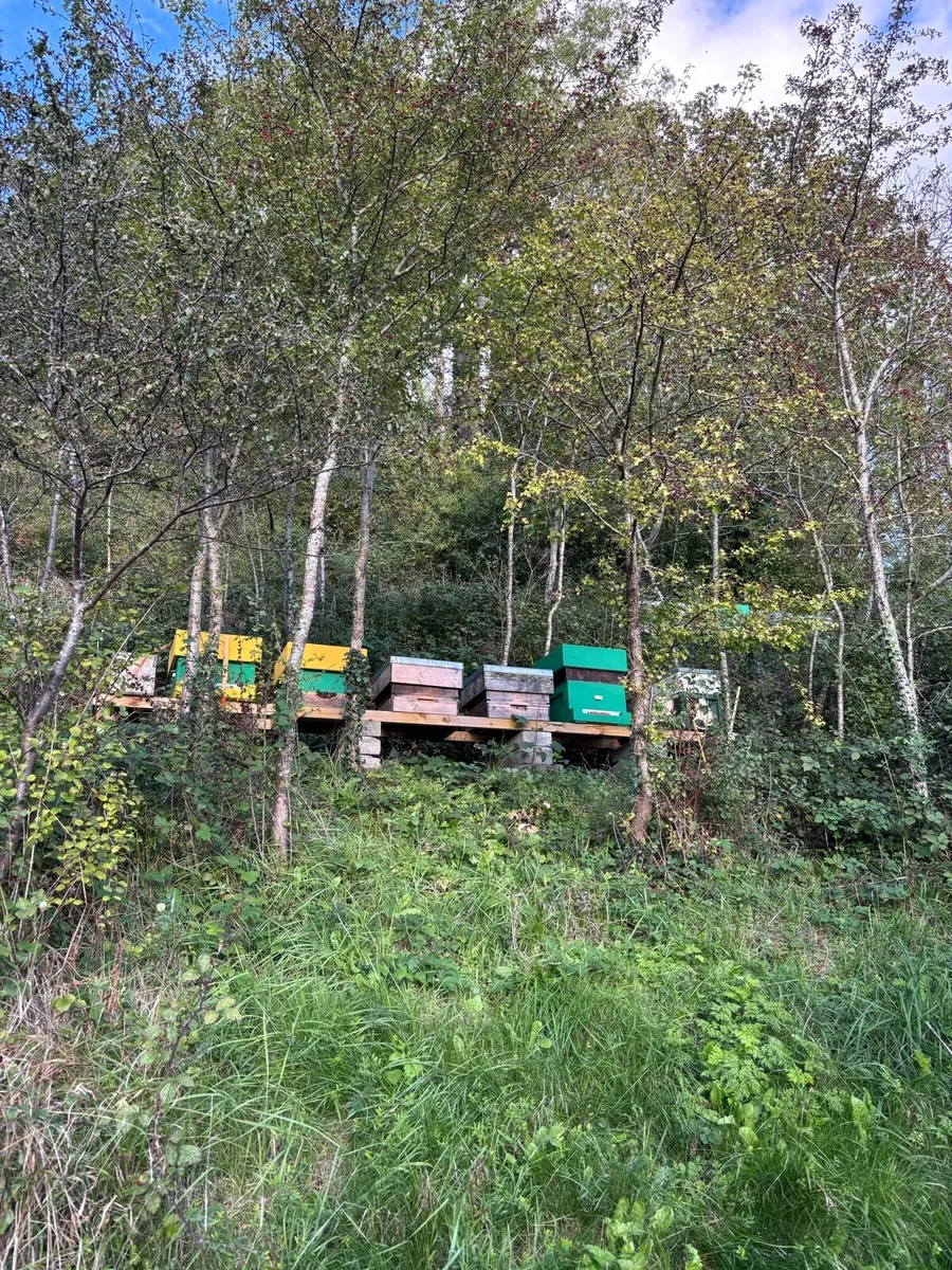 Honey - Image 2