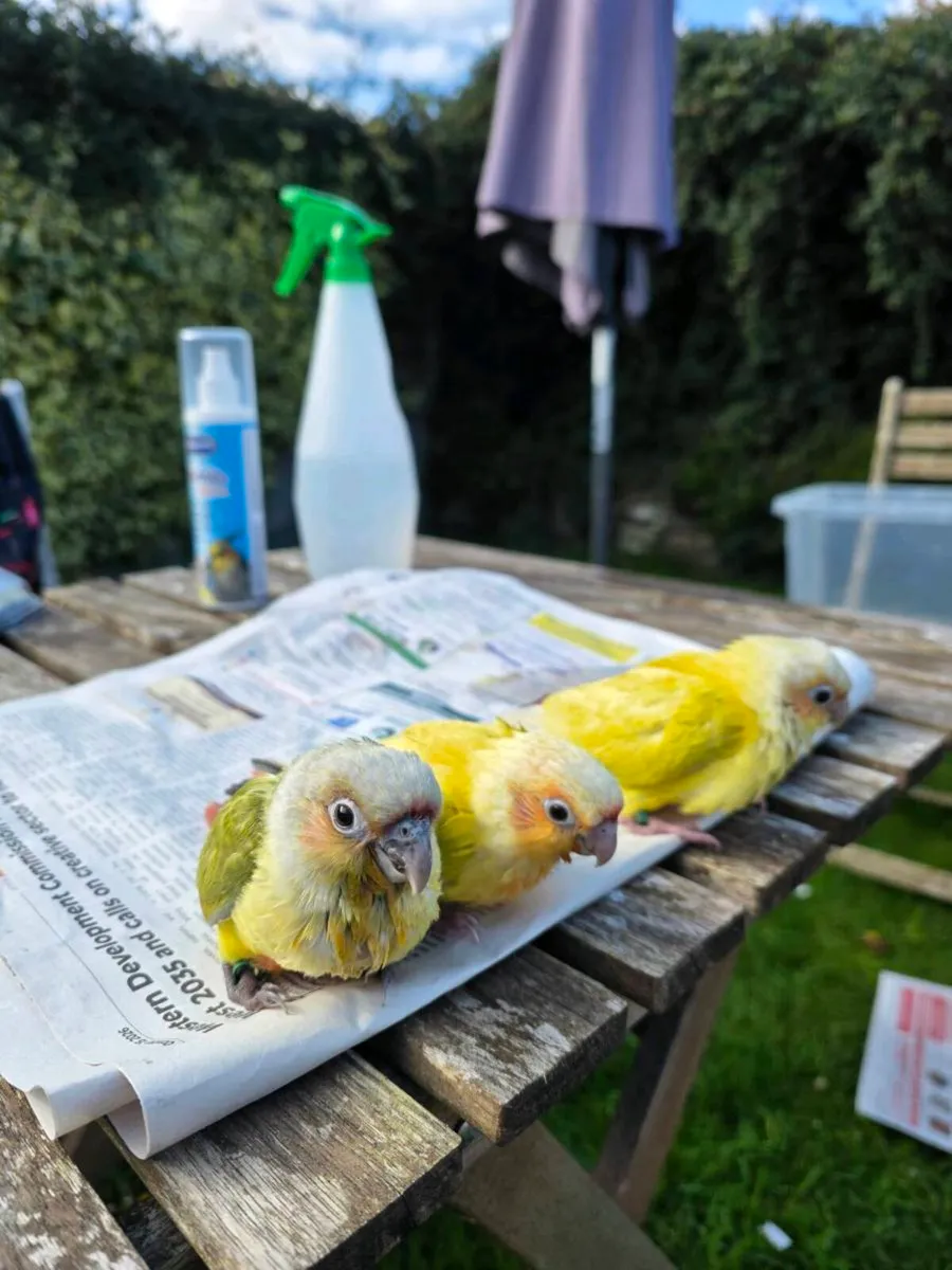 Sun Cheek Conures - Image 3