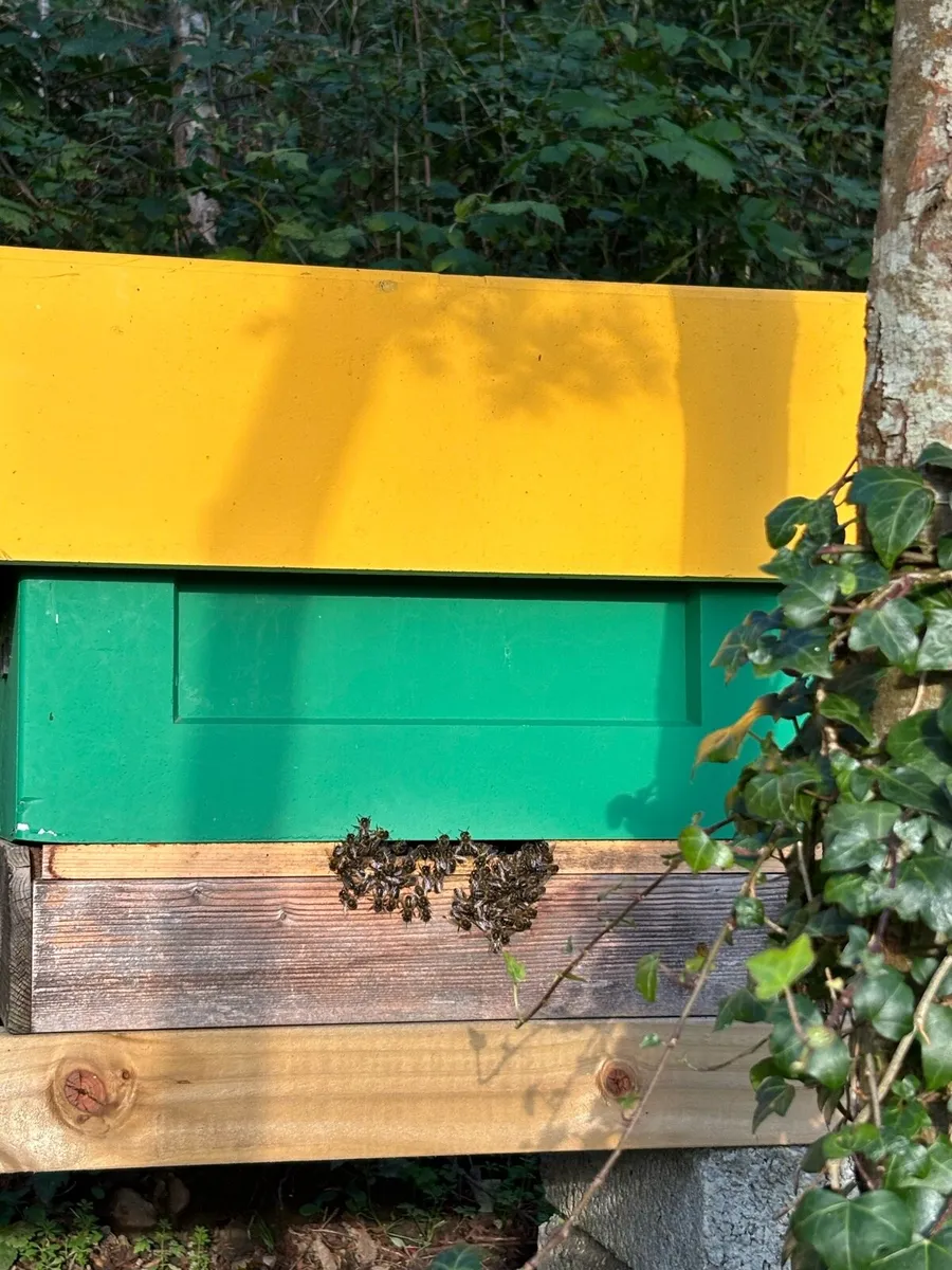 Honey - Image 4