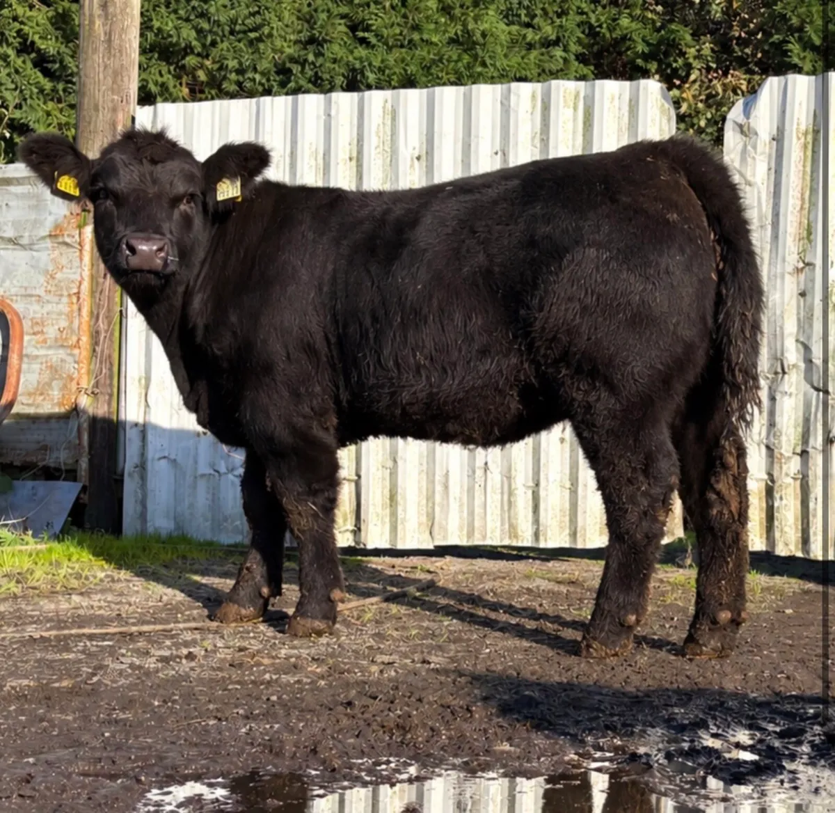 Pedigree HW Fargal AA4640 heifer calf for sale - Image 1