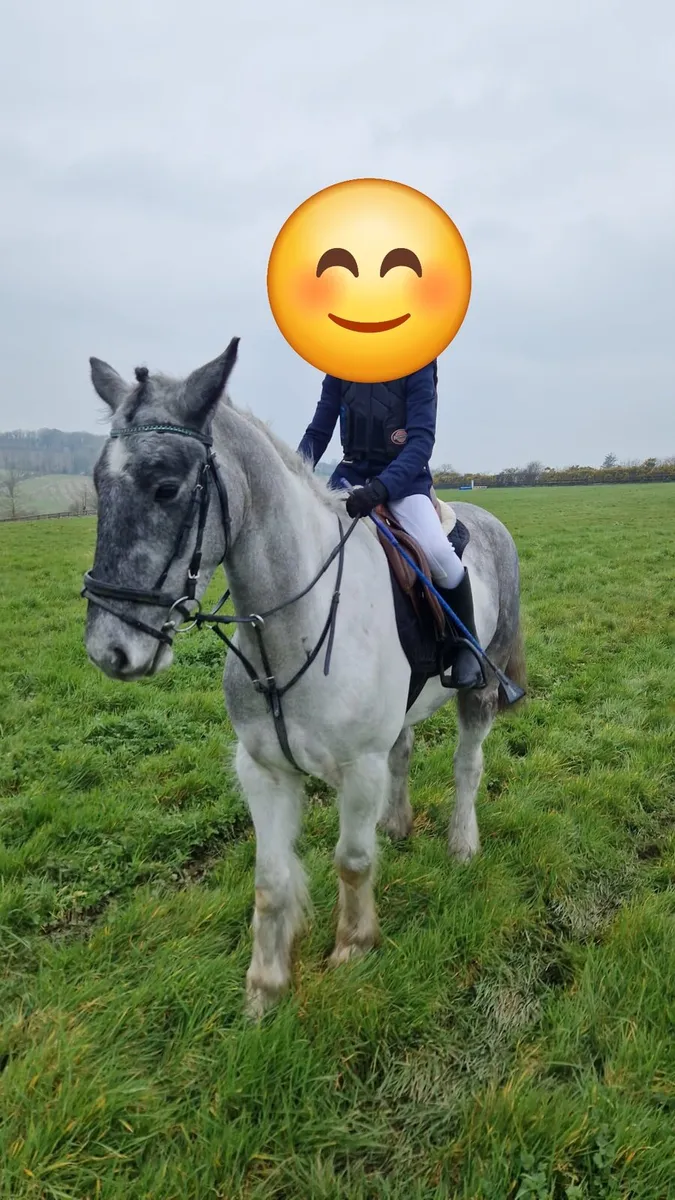 14.2hh Cob – Ultimate All-Rounder / Hunter - Image 1