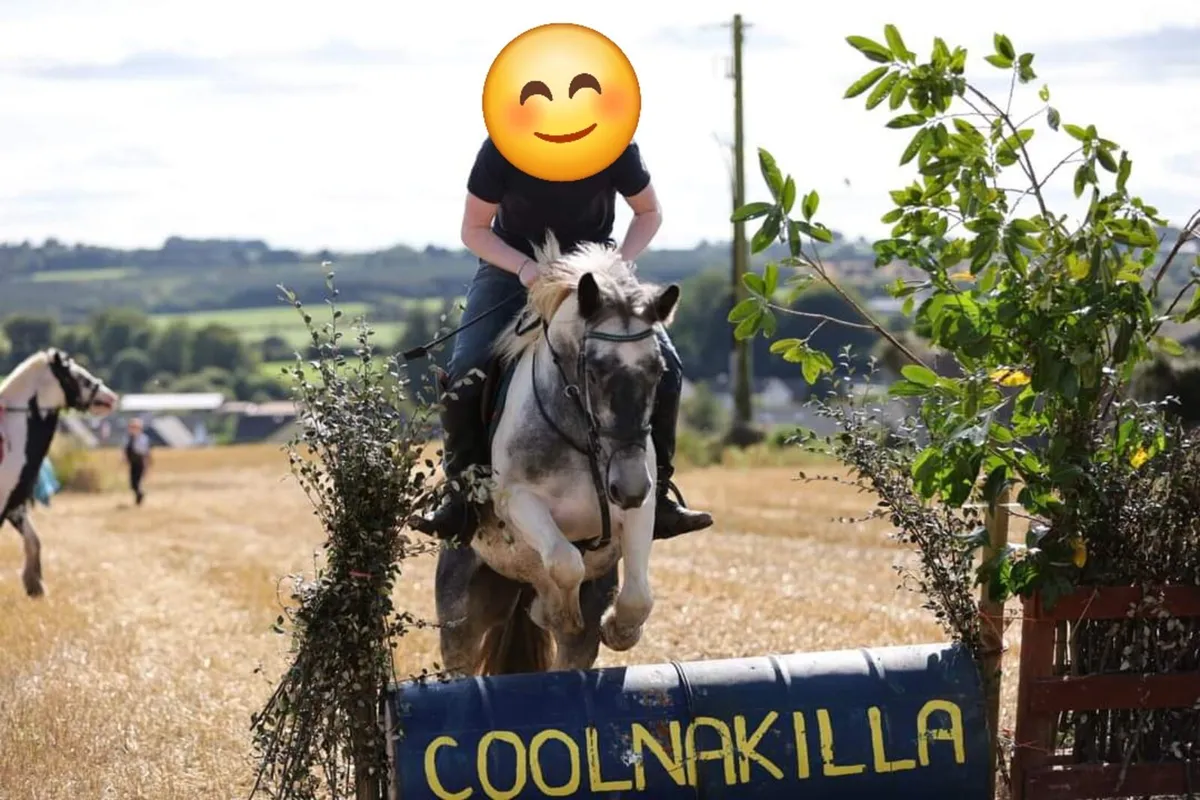 14.2hh Cob – Ultimate All-Rounder / Hunter - Image 3