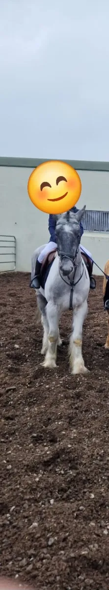 14.2hh Cob – Ultimate All-Rounder / Hunter - Image 4