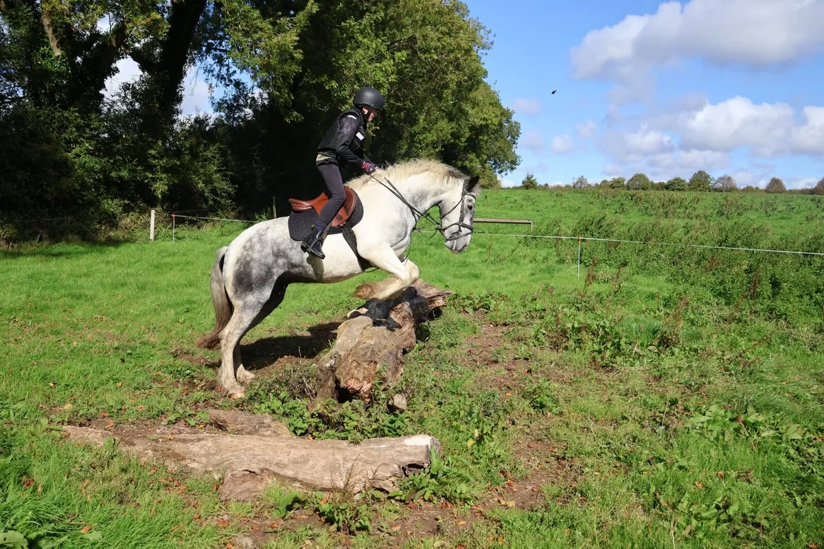 14.2hh Cob – Ultimate All-Rounder / Hunter - Image 2