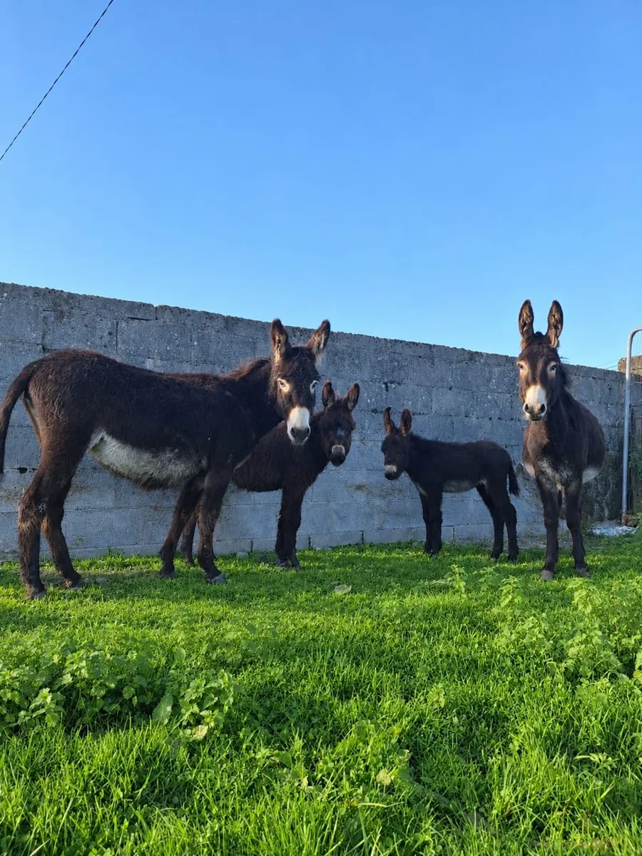 Donkeys with foals at foot - Image 1