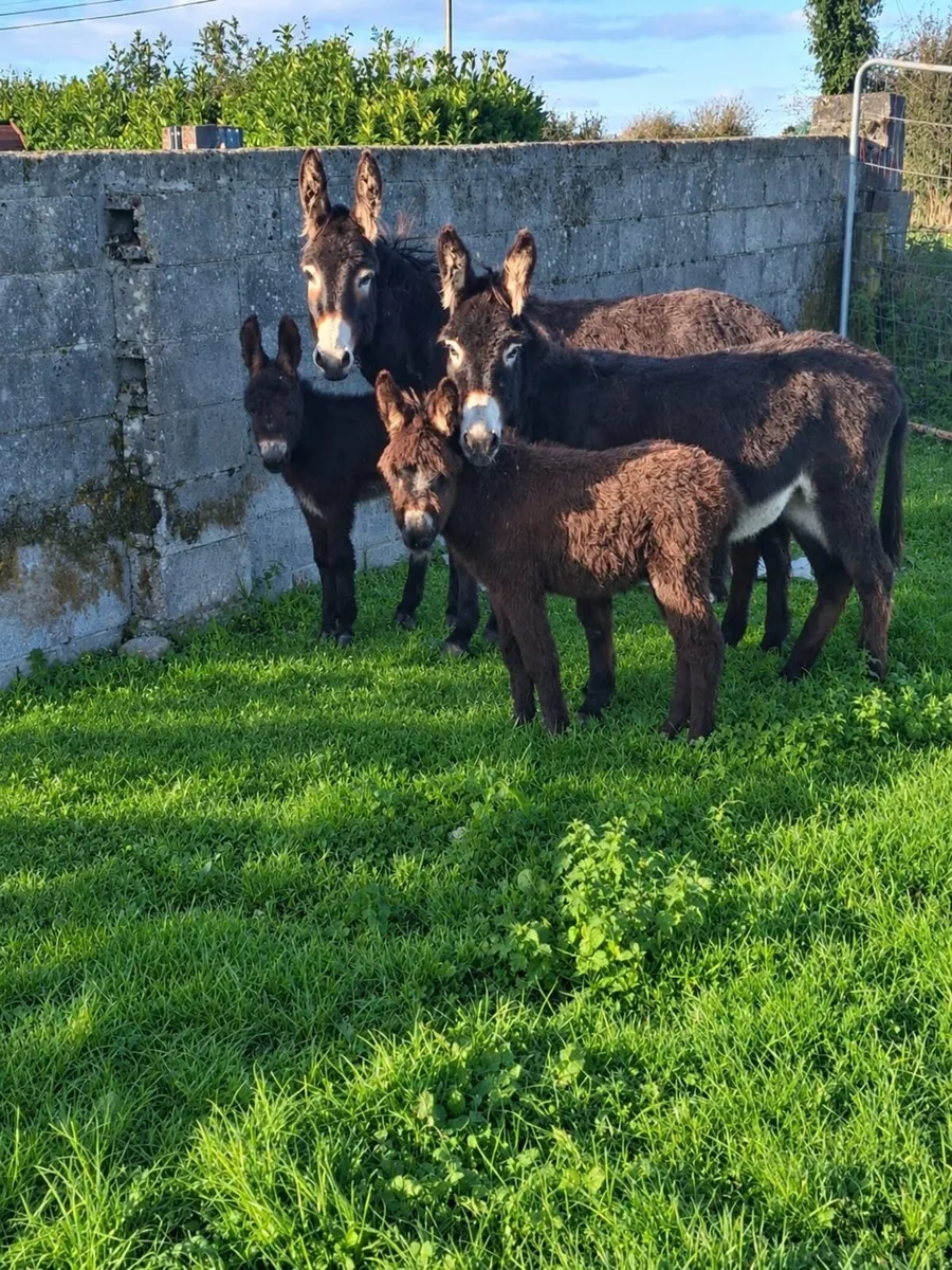 Donkeys with foals at foot - Image 2