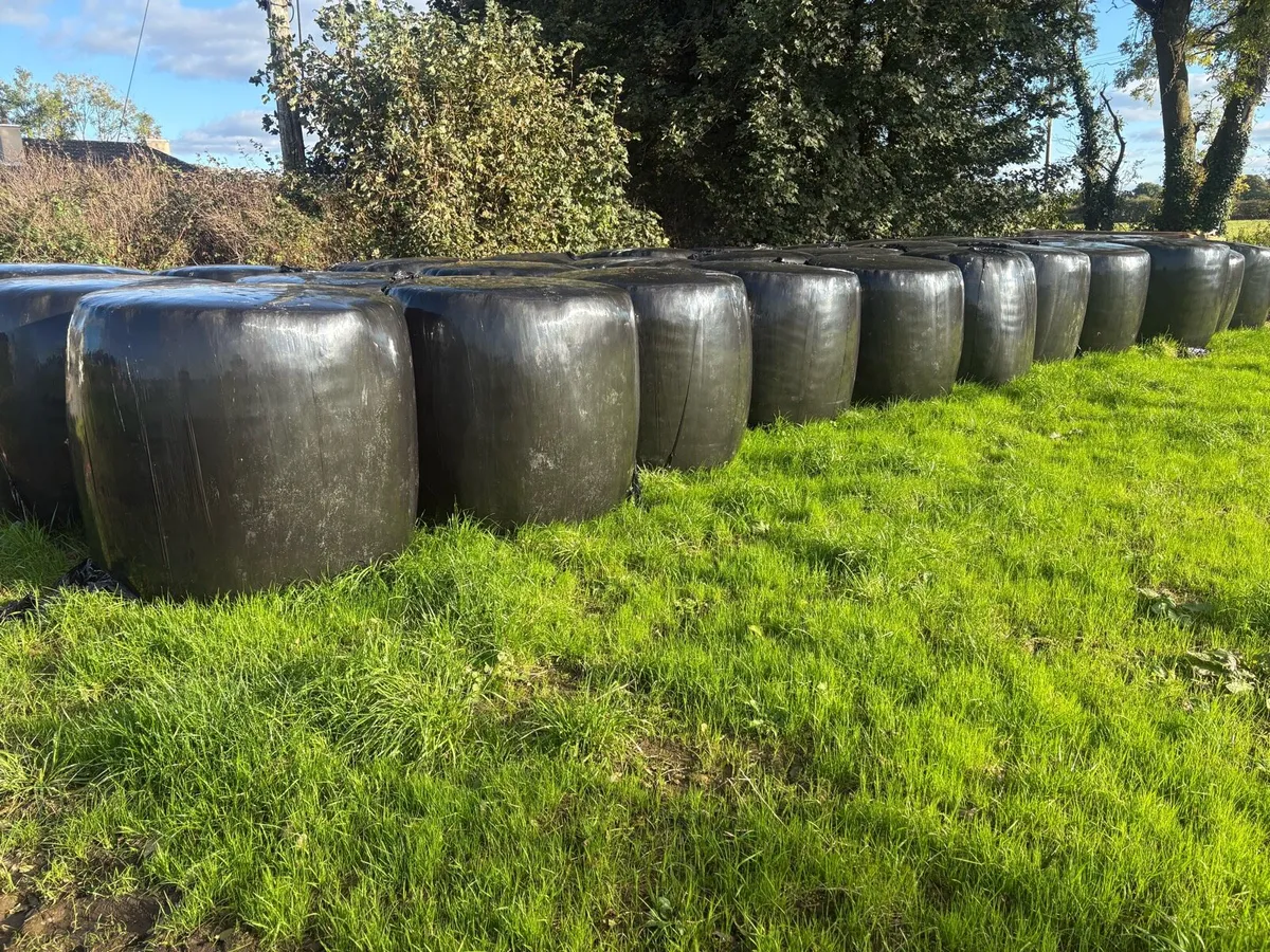 35 Bales of Silage - Image 1
