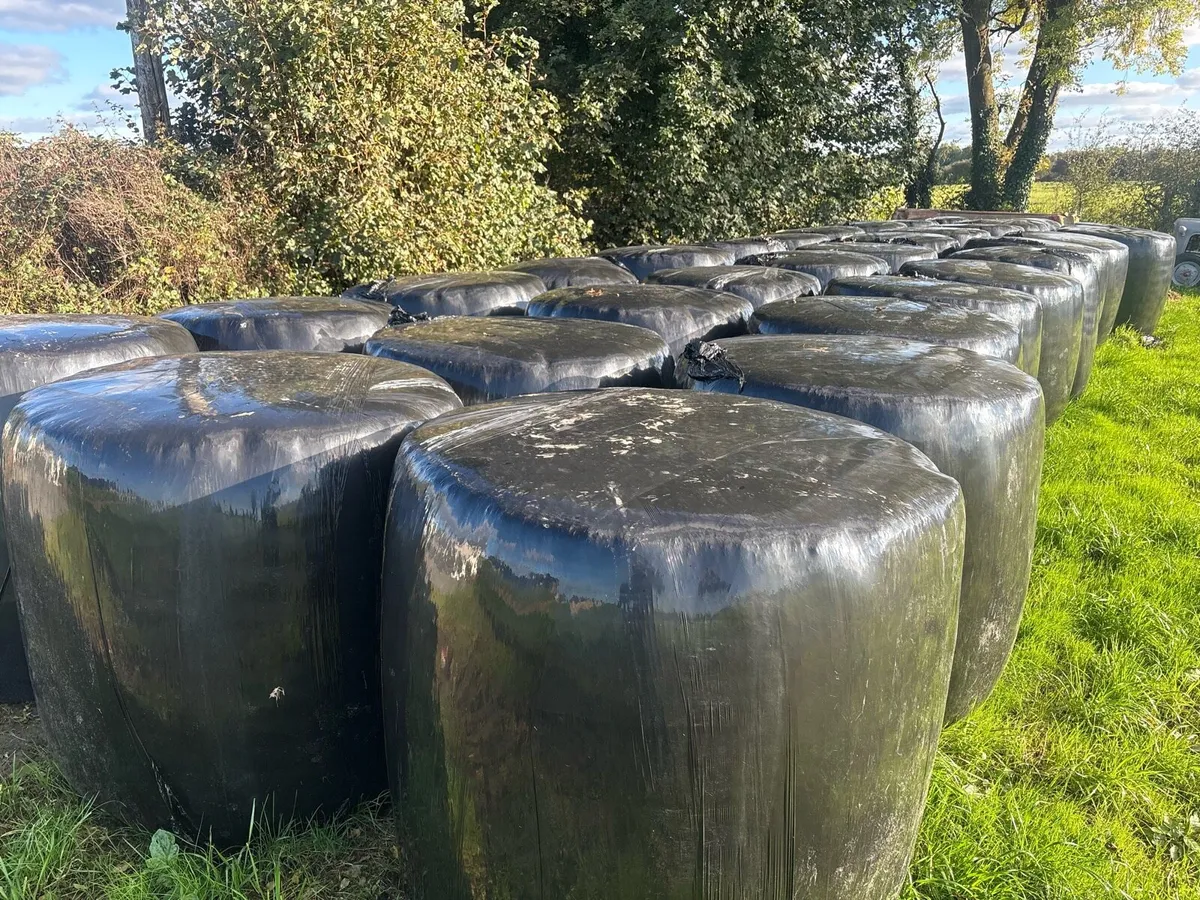 35 Bales of Silage - Image 2