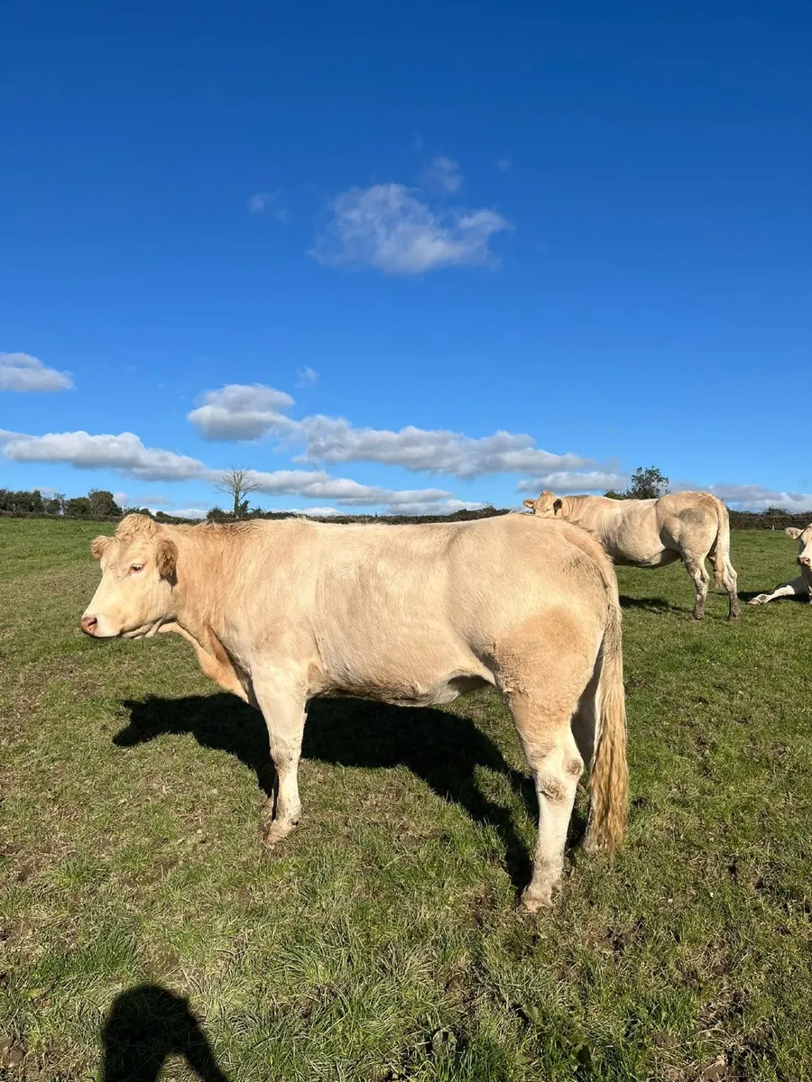 Pedigree blonde cow - Image 3