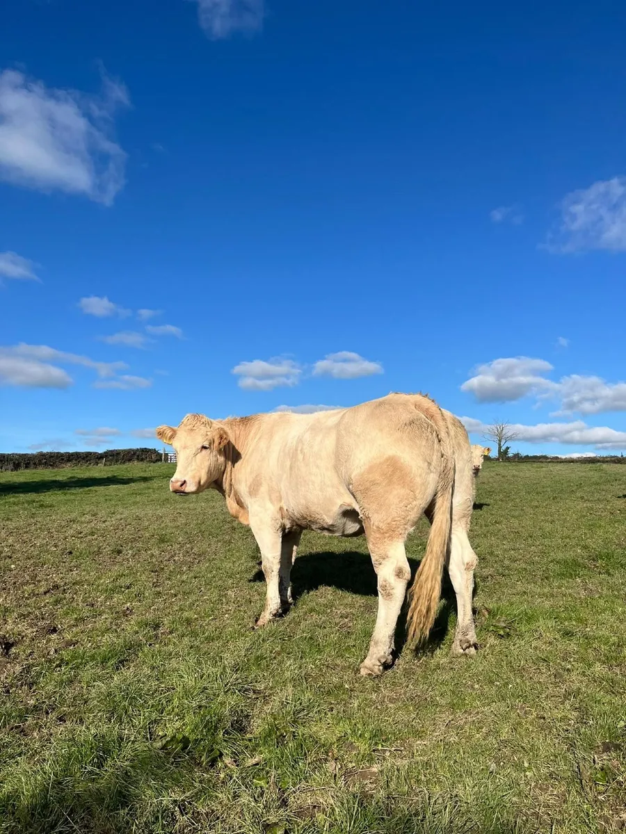Pedigree blonde cow - Image 2