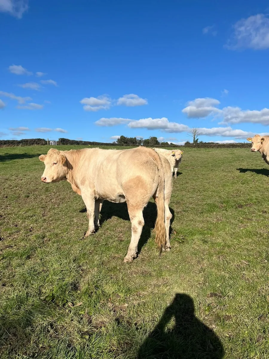 Pedigree blonde cow - Image 4