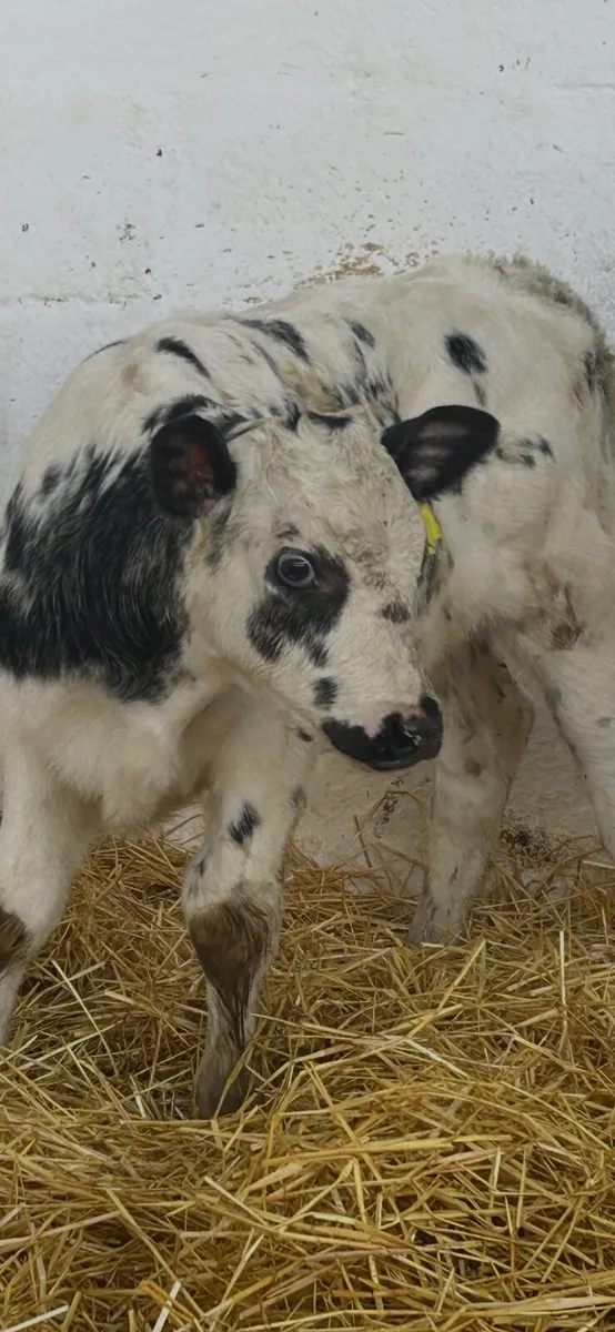 2 TOP QUALITY CONTINENTAL BULL CALVES - Image 2