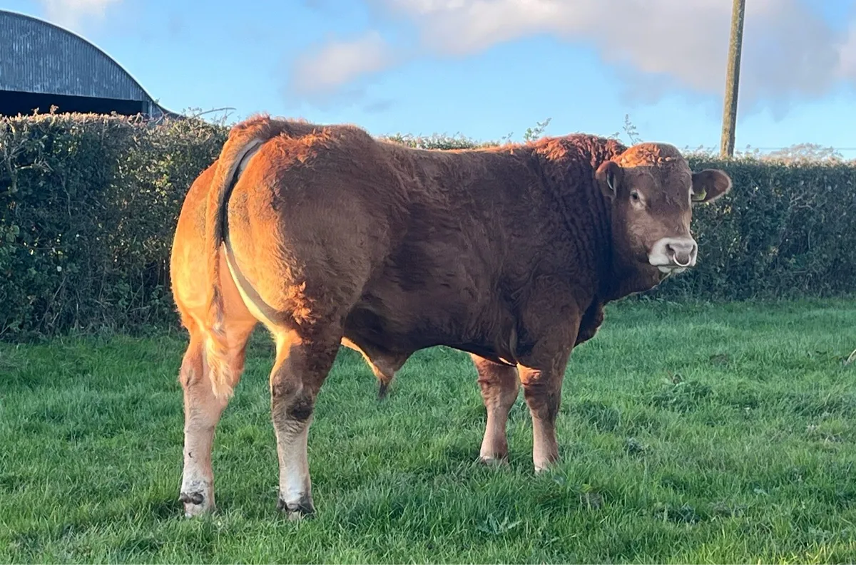Super Pedigree limousin bull - Image 1