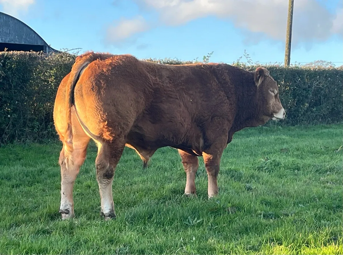Super Pedigree limousin bull - Image 2