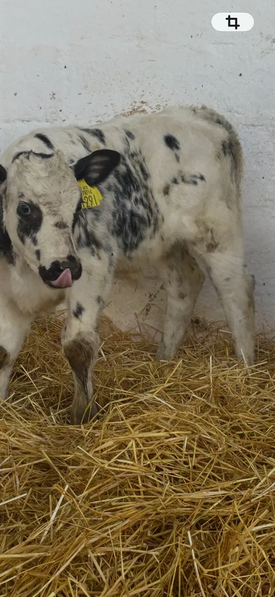 2 TOP QUALITY CONTINENTAL BULL CALVES - Image 3